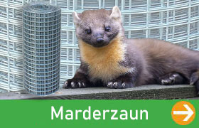 Marderzaun-Kategoriebild